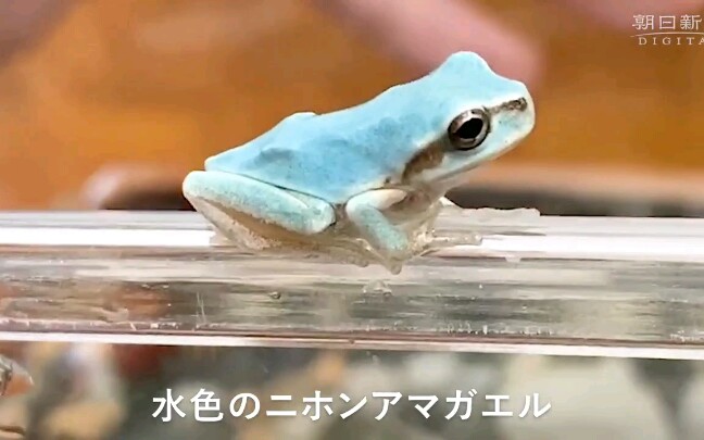 日本小学生发现蓝色青蛙