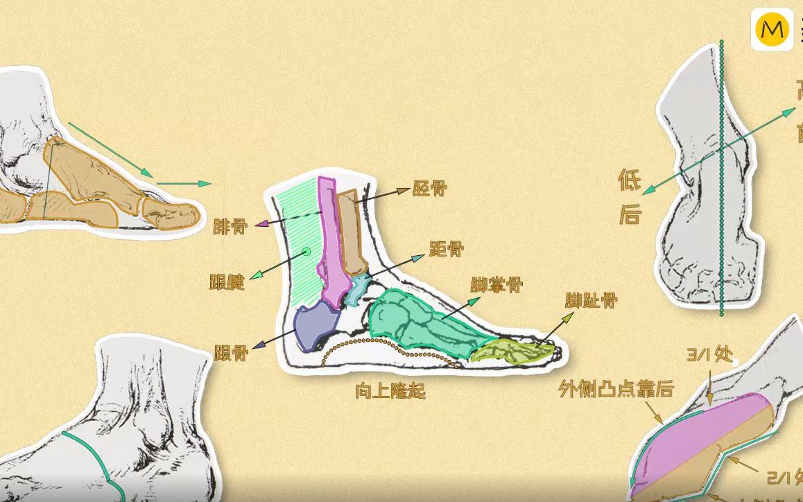 脚部结构名称图片