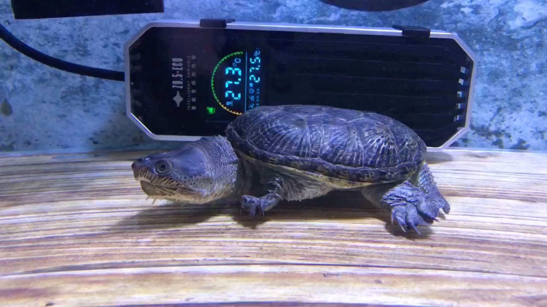 窄桥蛋龟,换个壁纸瞅着舒服多了_哔哩哔哩_bilibili