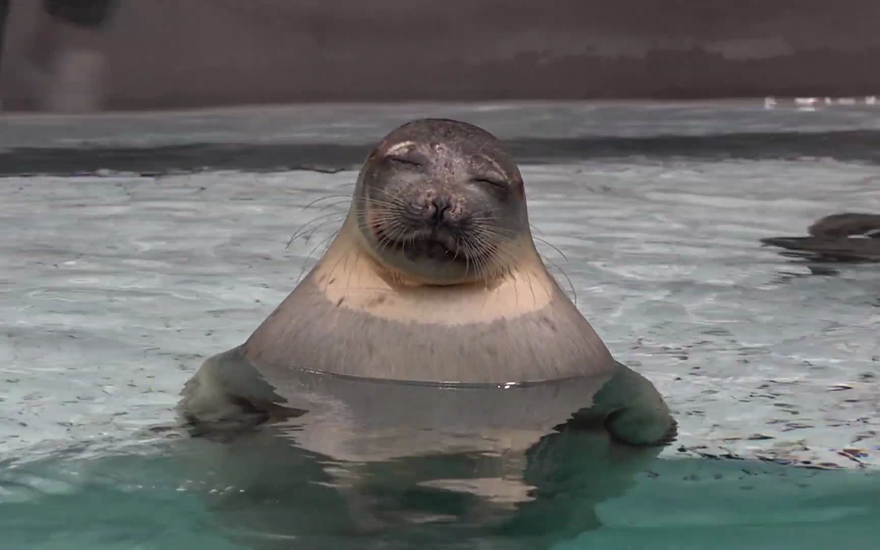 海豹:呆在水里是真的舒服呀