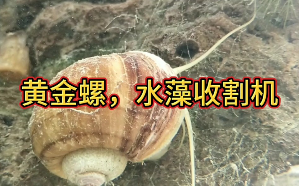 黄金螺丝藻克星