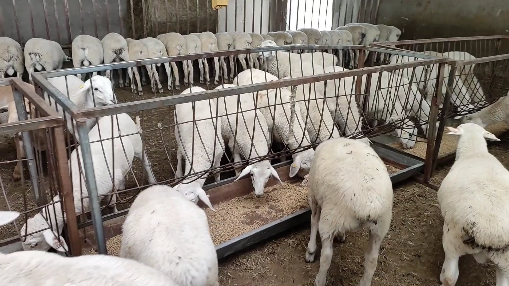 [澳群]牧区多胎羊在鄂溫克旗