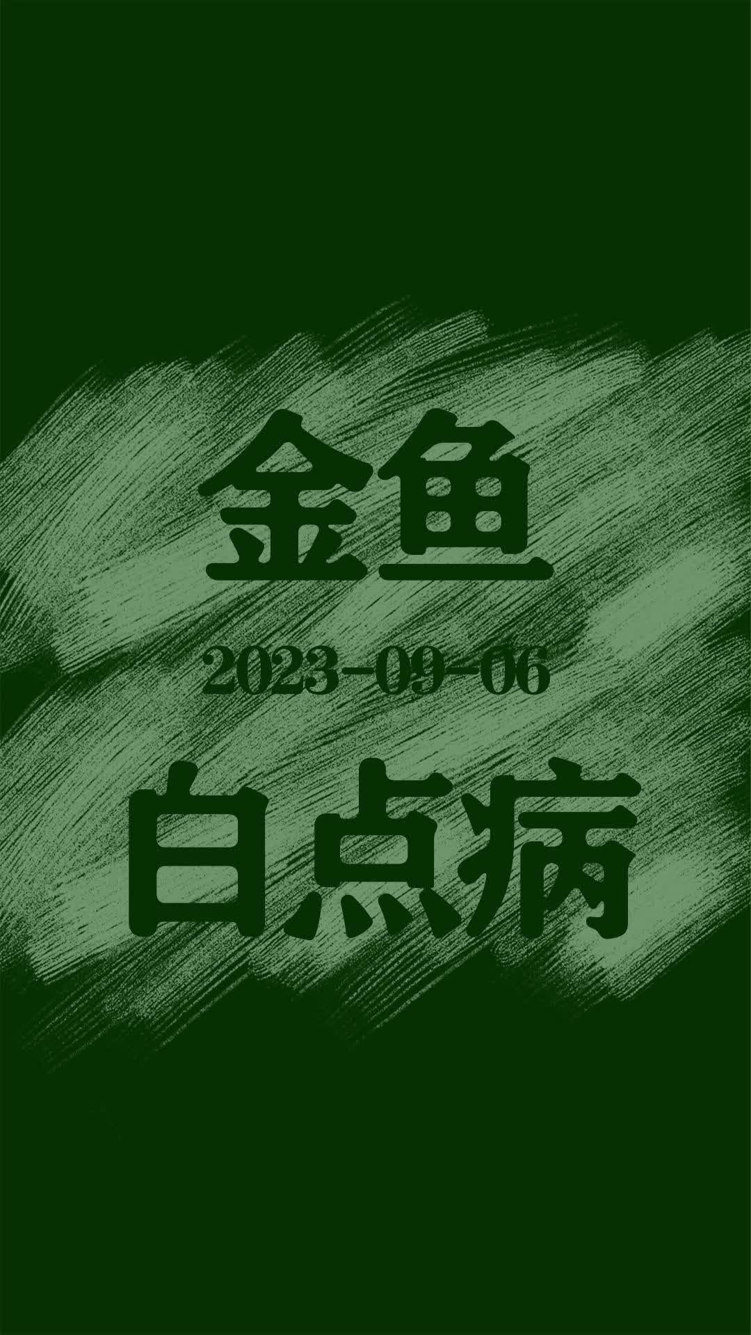 20230906 金鱼白点病哔哩哔哩bilibili