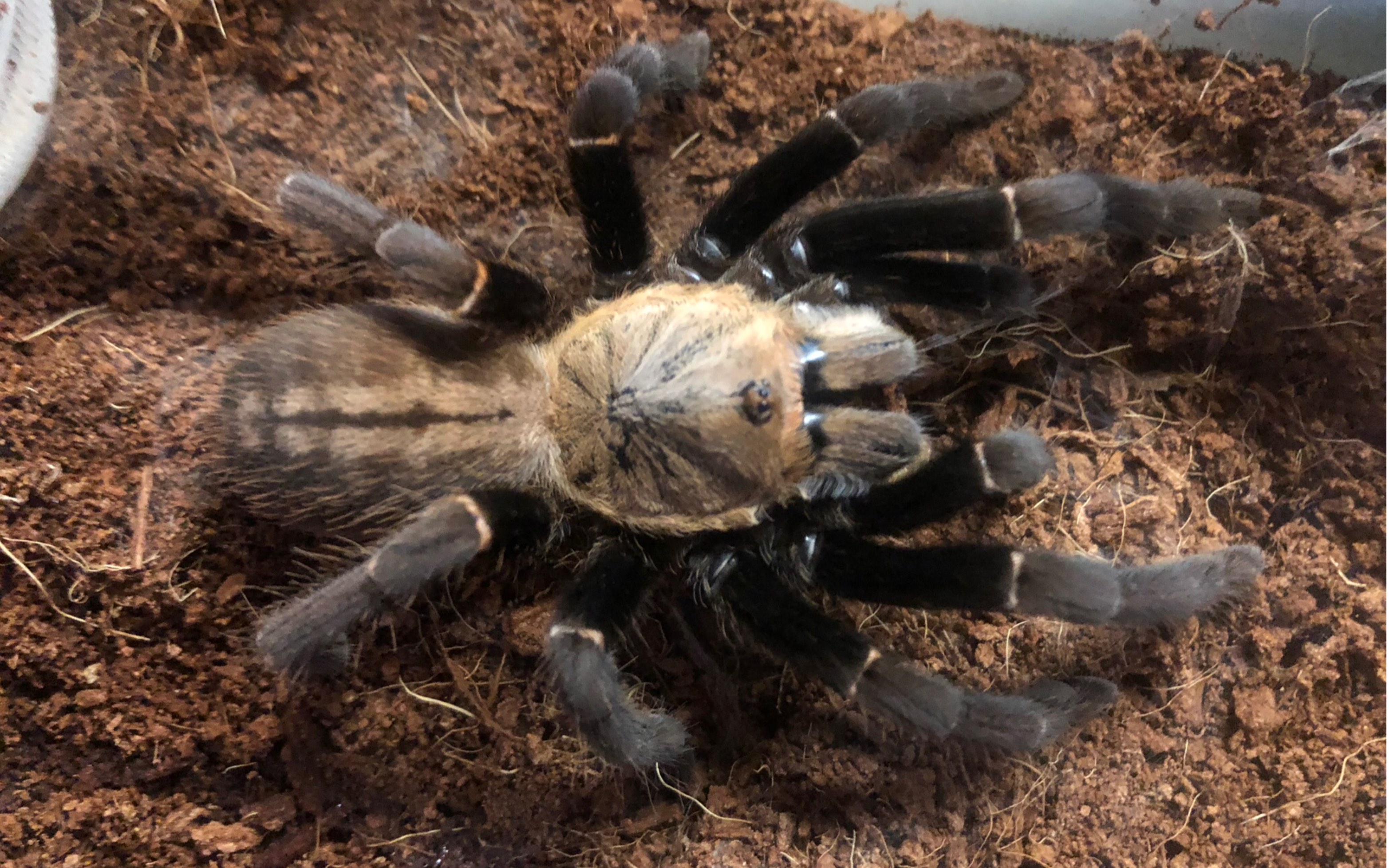 巴赫马地老虎捕食,很快嗷_哔哩哔哩_bilibili