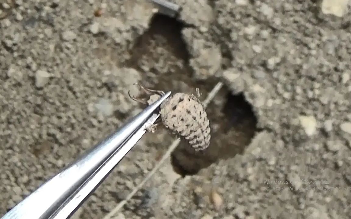 [图]把蚂蚁放进蚁狮窝，再把蚁狮放进蚂蚁窝，那个更惨，我很好奇