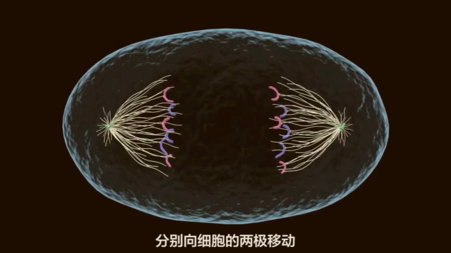 【高中生物必修一】动物细胞的有丝分裂动画演示视频哔哩哔哩bilibili