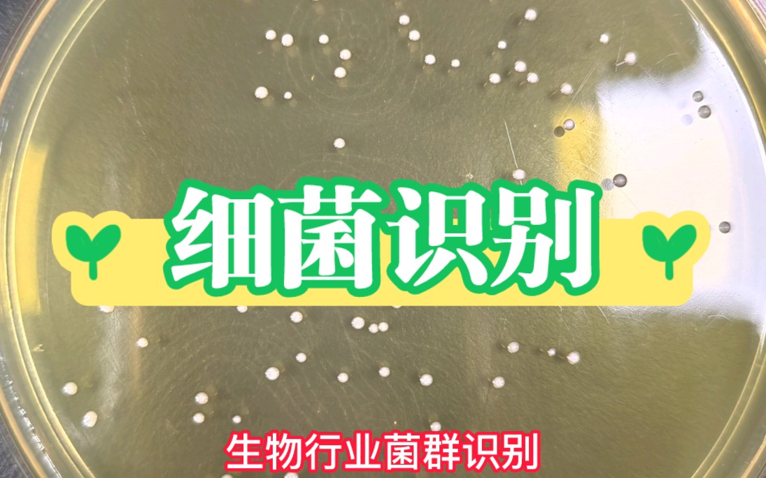 程序员创业:生物领域,自动化识别细菌.哔哩哔哩bilibili