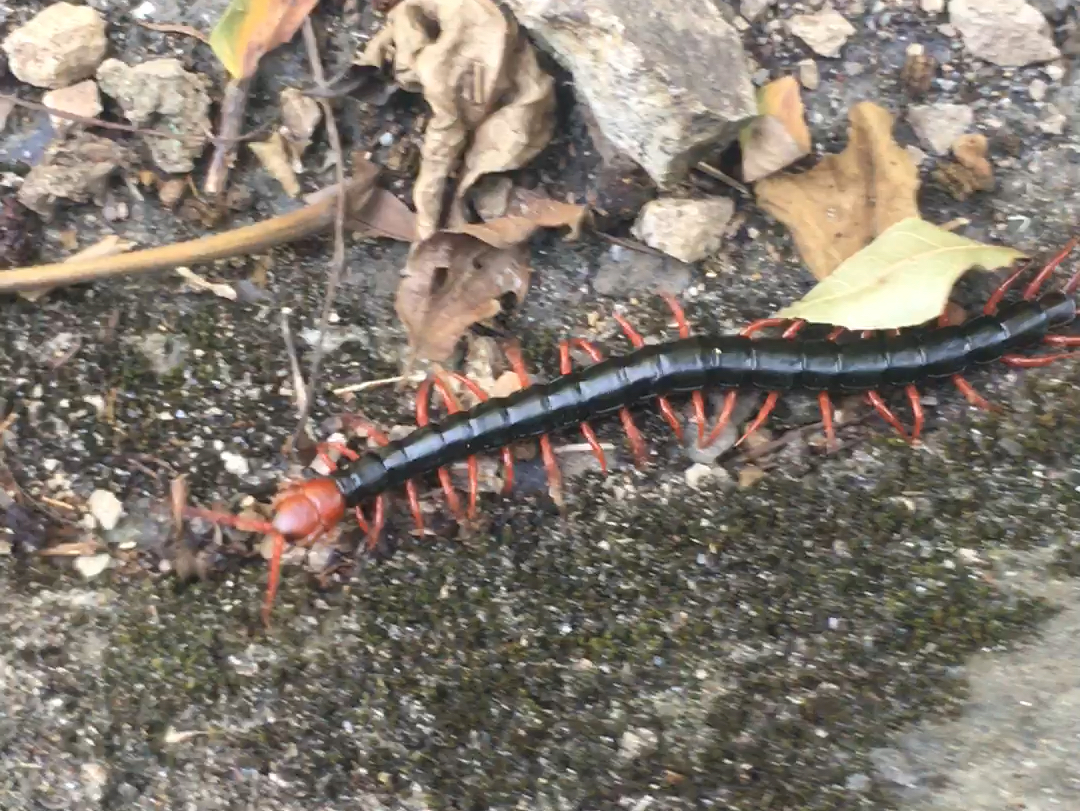偶遇野生的少棘蜈蚣 scoropendra subspinipes mutilans