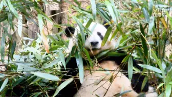 Скачать видео: 早7:40可爱的鲜花坐在竹叶中像似躲猫猫,迪迪望向天空思考熊生