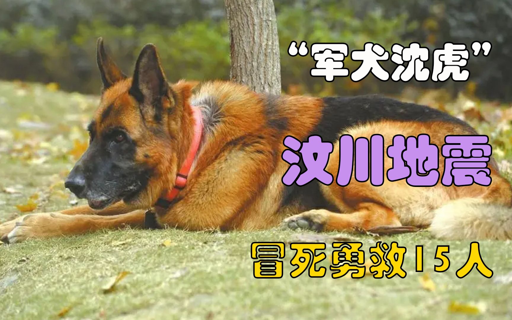 还记得沈虎吗?就是那只在汶川地震中,救出15人的功勋犬