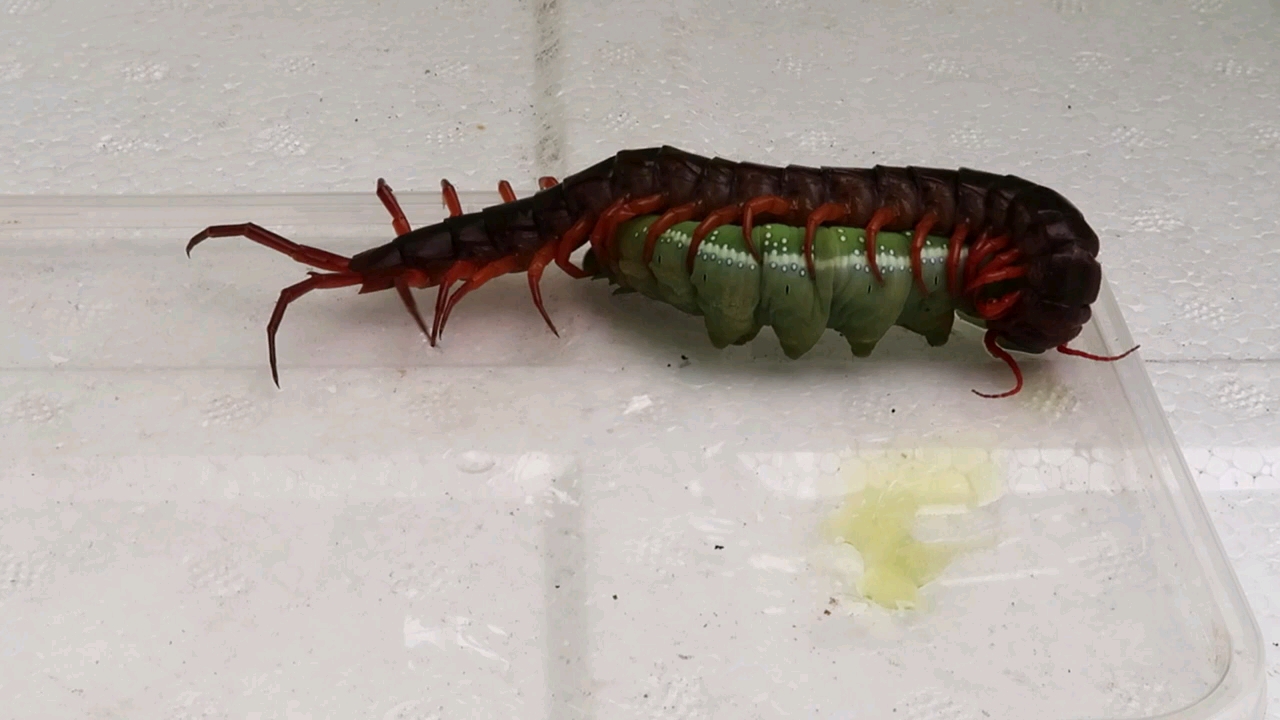 蜈蚣绞杀毛毛虫