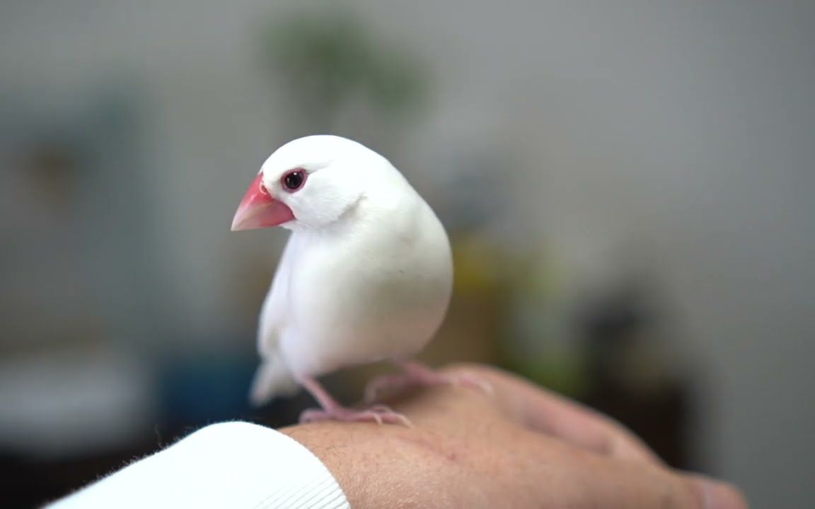 我是小白鸟小文.javasparrow