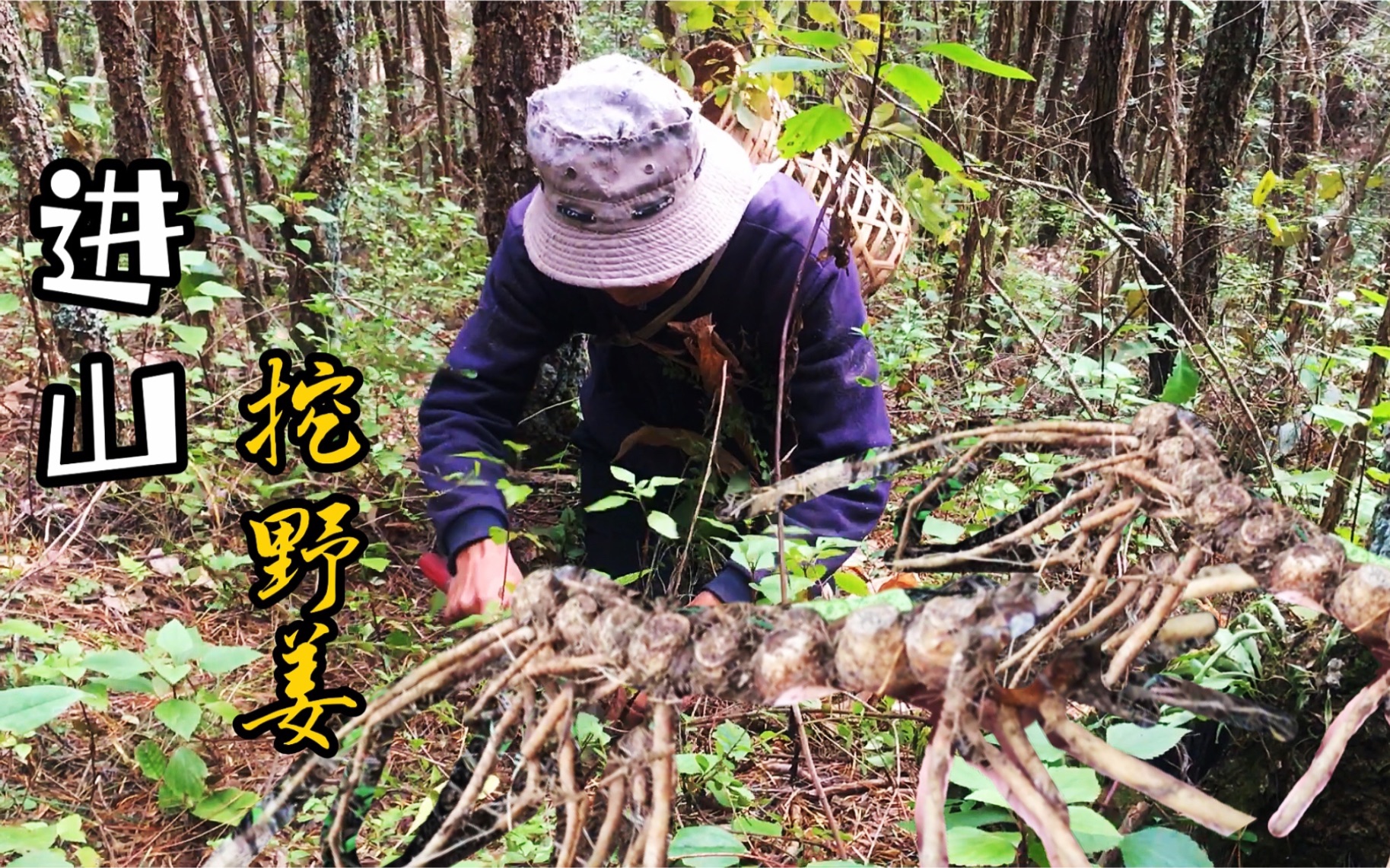 云南大山里物产太丰富啦,跟随小野一同进山挖野山姜,寻找松露哔哩哔哩bilibili