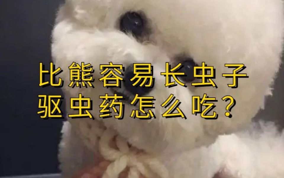 比熊容易长虫子,驱虫药要一月一吃哔哩哔哩bilibili