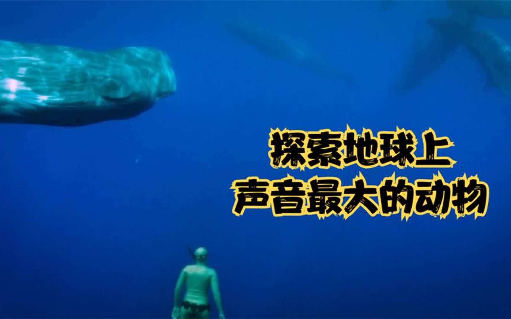 探险家带你探索,海底生物之声音能传播几百里远,能穿透人的身体