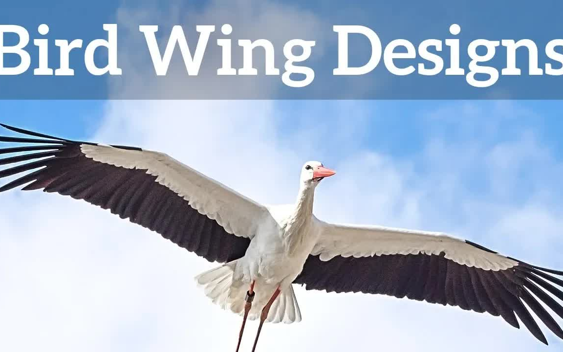 [图]鸟类的飞行方式Bird Wing Shapes - How Birds Fly|新概念英语与时俱进|【四册第23课Bird flight 】