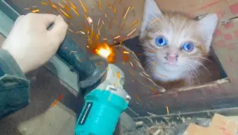 全b站第一个靠救猫上电视的up主 撒花 哔哩哔哩 Bilibili