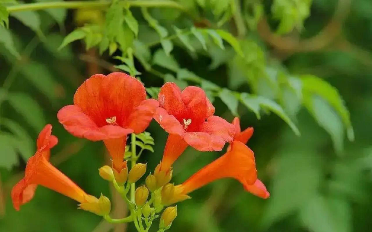 [图]适合懒人花友的“凌霄花”，无需打理，小半年就能绽放出一片花海