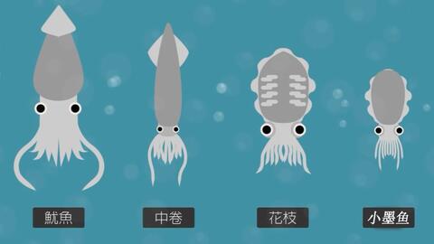 看动画 分辨魷魚 中卷 花枝和小墨鱼 哔哩哔哩 Bilibili