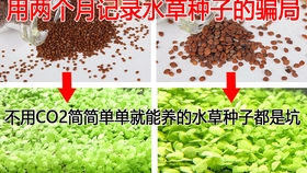 最难养前景草不用co2不长藻 迷你矮珍珠100 成功 Bilibili新星计划 哔哩哔哩 つロ干杯 Bilibili 最难养前景草不用co2不长藻 迷你矮珍珠100 成功 Bilibili新星计划 哔哩哔哩 つロ干杯 Bilibili