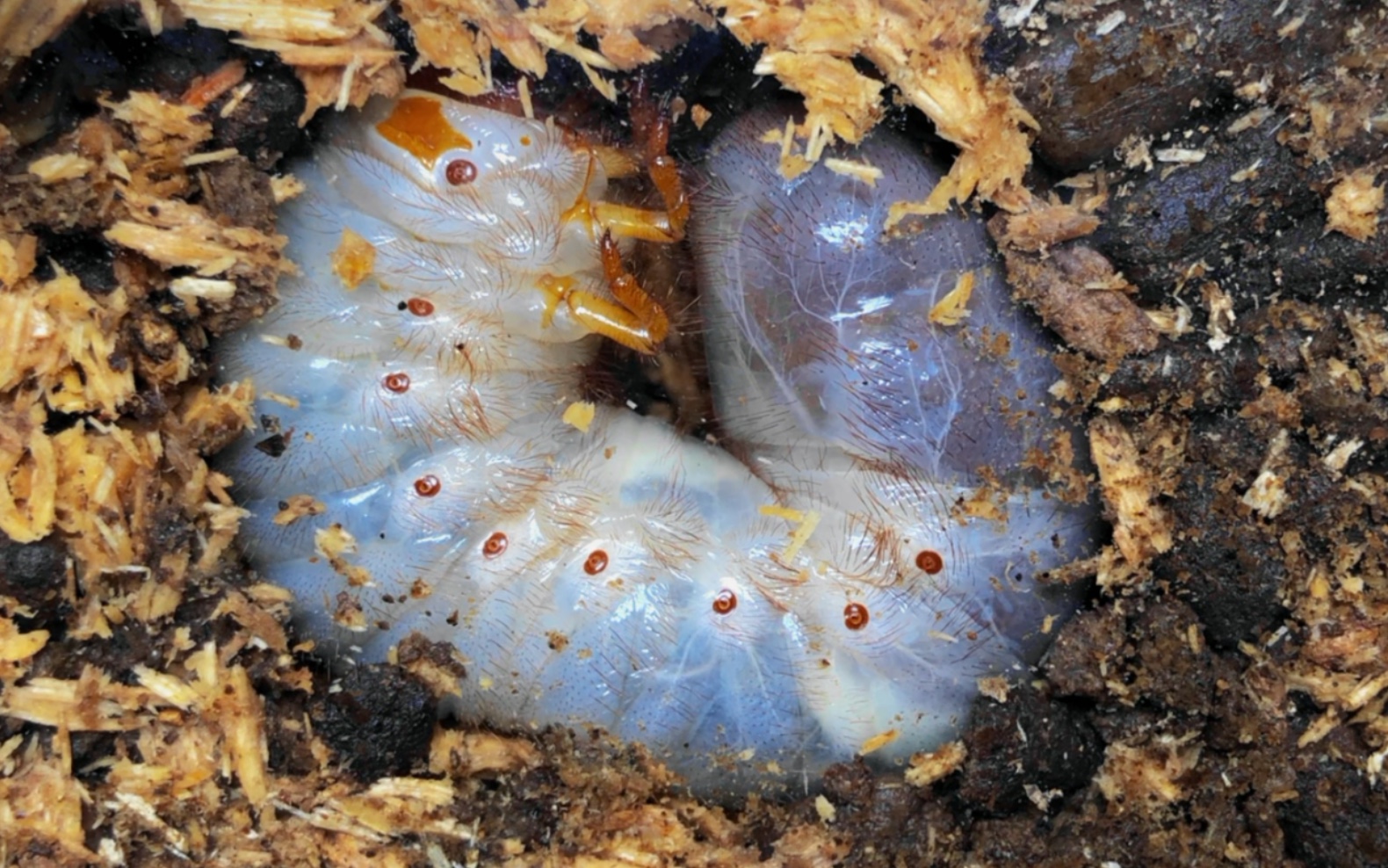 犀金龟幼虫观察,在朽木里一拱一拱,看着很治愈.重度虫恐患者慎入!