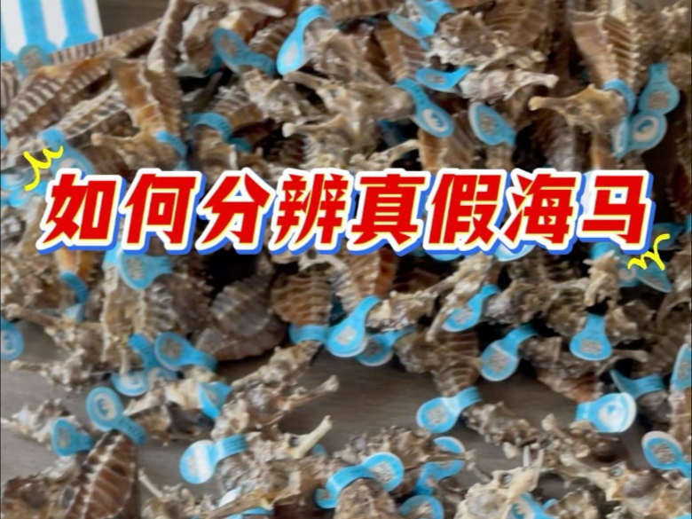 90后美女小蕾养殖海马的一天
