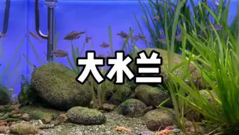 【养鱼】大水兰应该是所有水草里面长得最快也是最容易修剪的一个品种了吧
