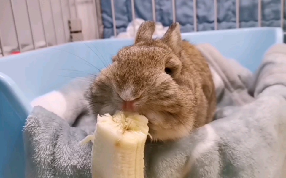 小兔子爱吃香蕉