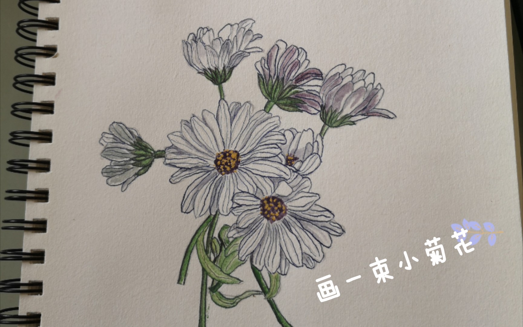 钢笔淡彩—画一束小菊花