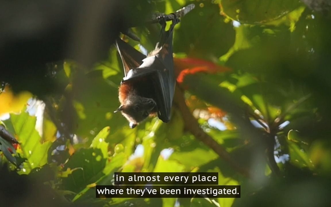 [图]【转载】蝙蝠的真相The Truth About Bats (Full Documentary)