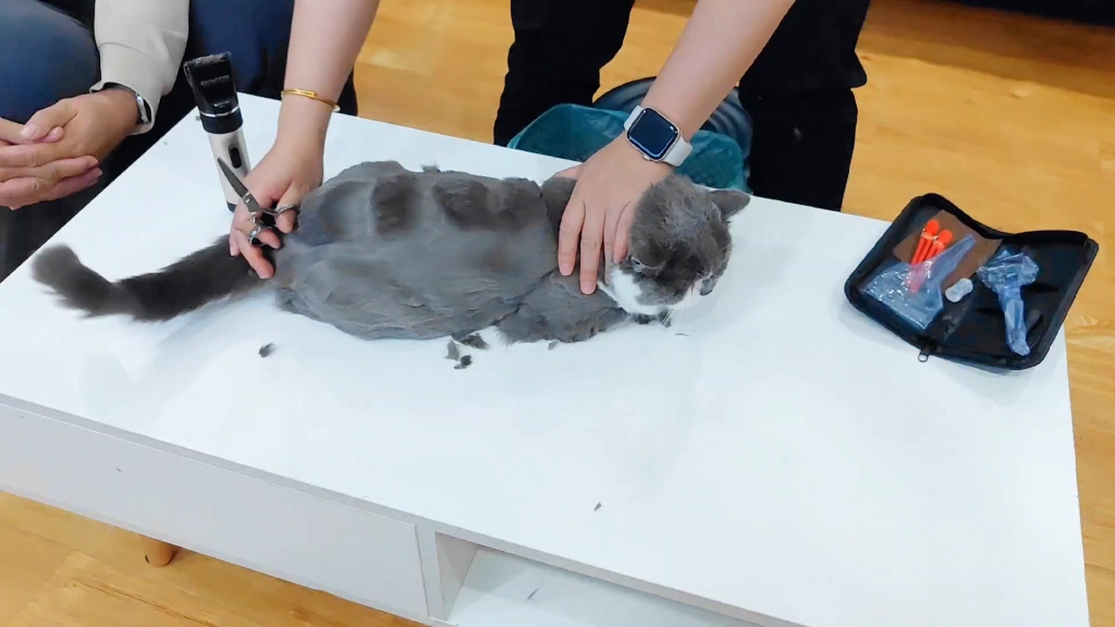 英短蓝白剃毛后变身小恐龙啦