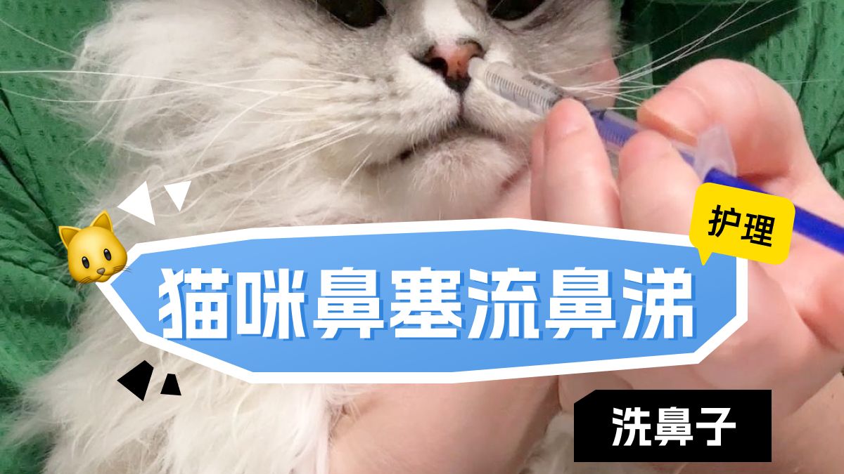 猫咪鼻涕困扰?医生亲授洗鼻方法,在家搞定哔哩哔哩bilibili