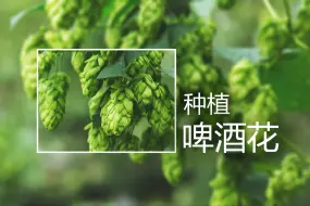 Download Video: 电子榨菜农场系列----啤酒花的种植与收获 （Summer版）