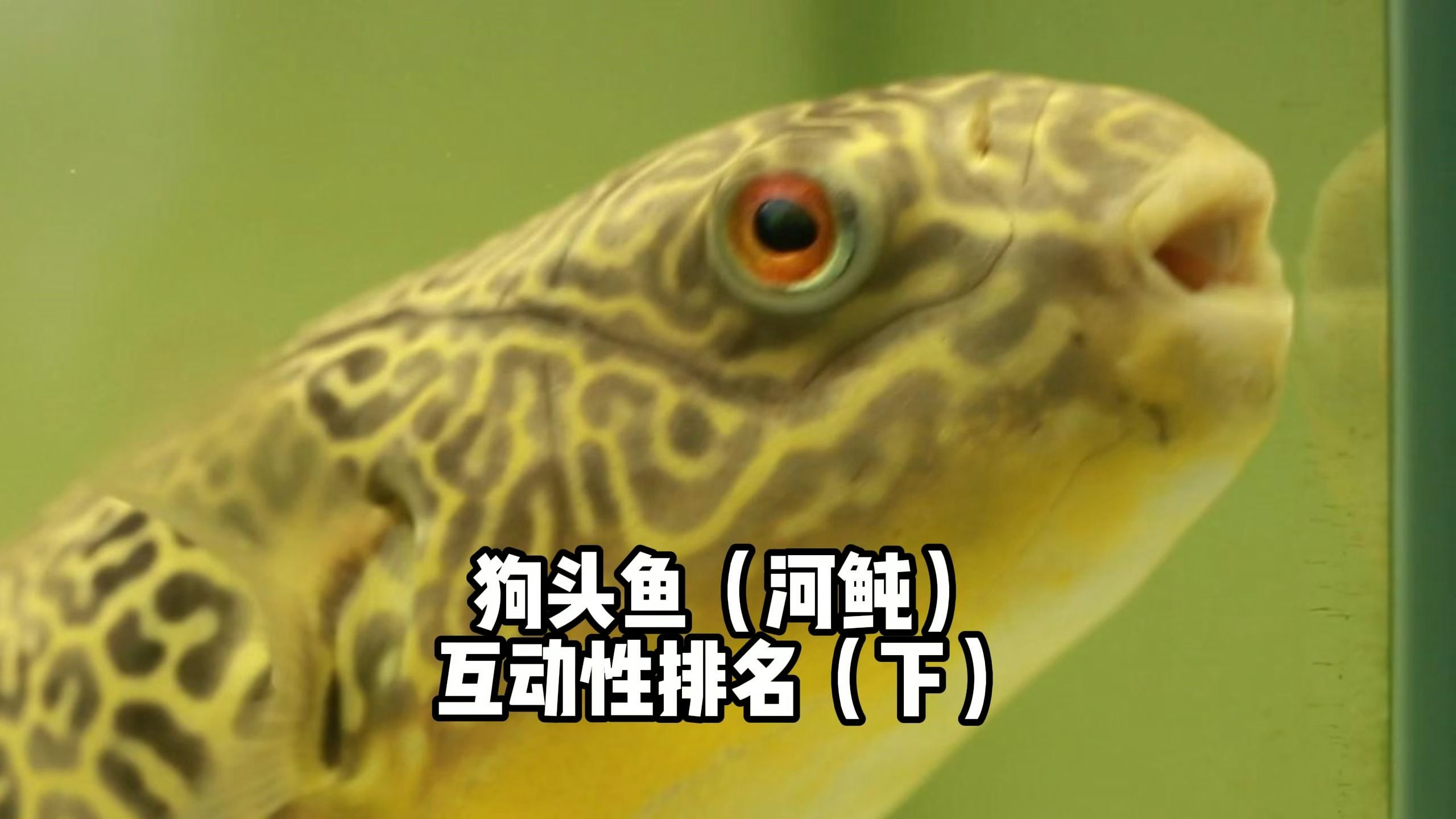 狗头鱼(河鲀)互动性排名(下)