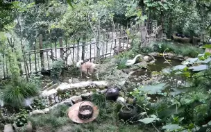 Скачать видео: 取完快递回山上，发现大鹅不见了，调监控才发现是它俩干的