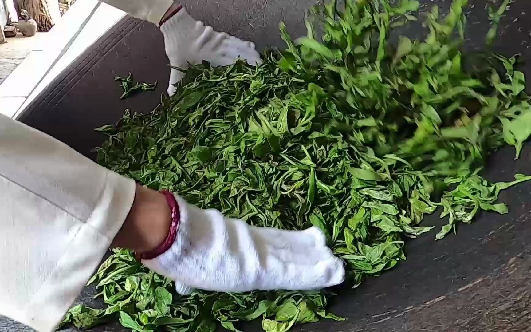 [图]花蜜香扑面而来，大雪山古树杀青过程！普洱茶名山真实制茶纪录