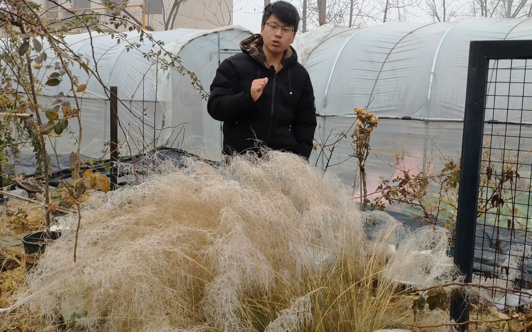 花园种植的观赏草,冬季挂满冰霜,像雾凇一样漂亮哔哩哔哩bilibili