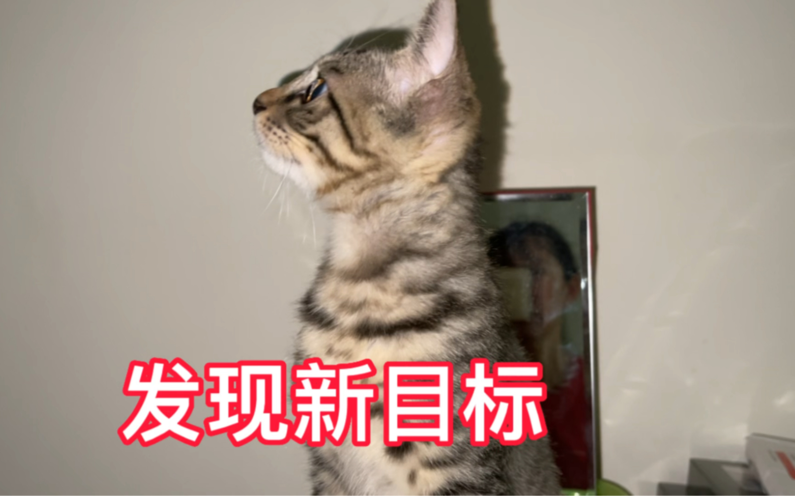 妈妈发火了做口饭吃俩毛孩子都来捣乱特别是小奶猫!哔哩哔哩bilibili