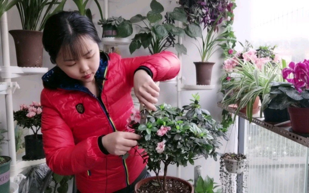 [图]杜鹃花开败了，修剪残花“三步”走，两种肥料齐上阵，很快又复花