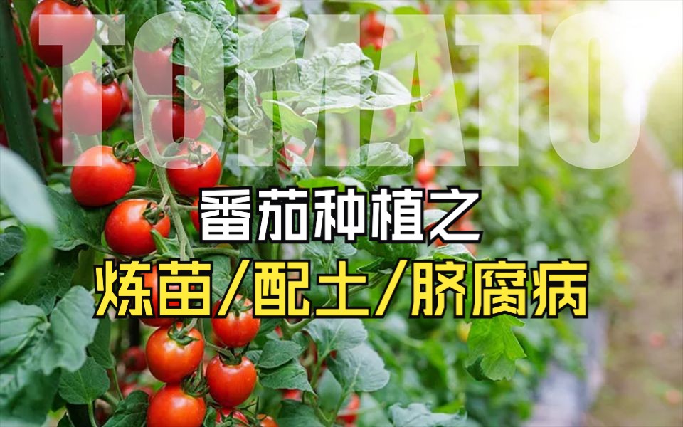 2023春播番茄炼苗/定植配土/脐腐病哔哩哔哩bilibili