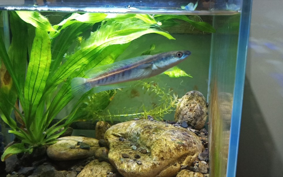 加里曼丹黄魔神苗"激情"互动!_哔哩哔哩_bilibili