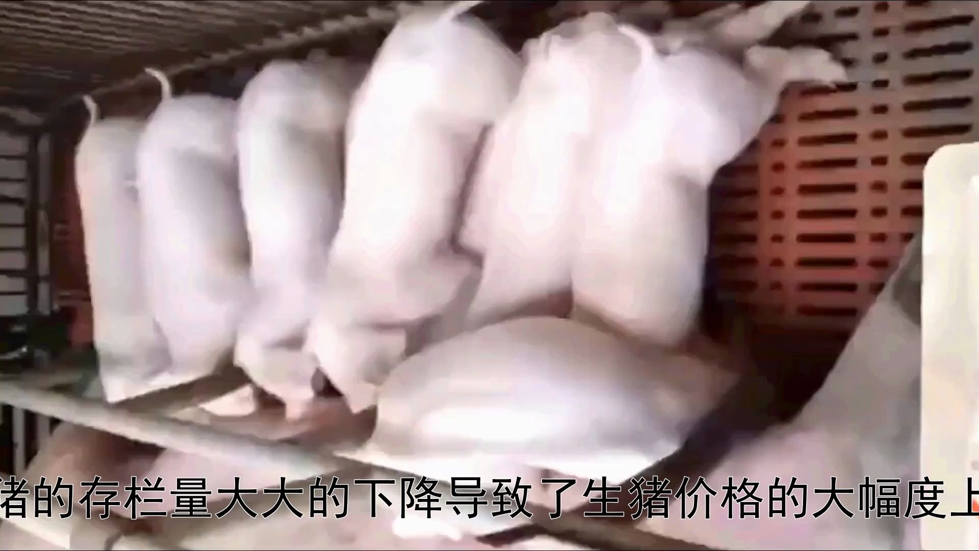 健肥宝:猪喂什么催肥最快,猪催肥添加剂有哪些!哔哩哔哩bilibili