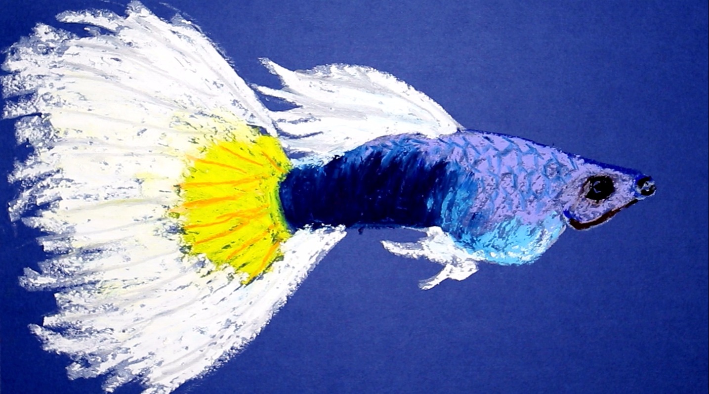 寒假到了我们一起来画画,线上学画视频教程之画鱼,高鳍红剑作品