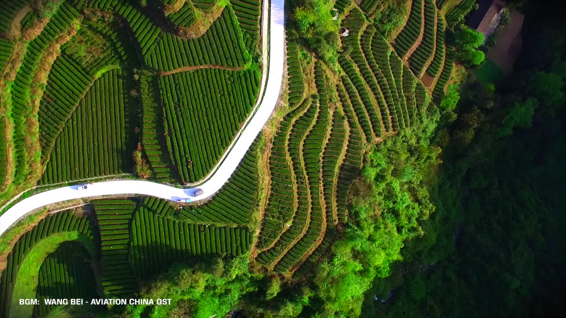 [图]ENSHI HUAZHI MOUNTAIN TEA