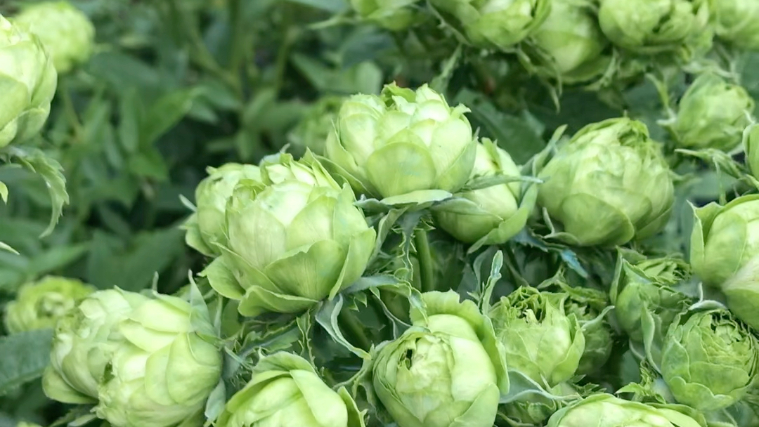 六月月季实拍——结绿珍