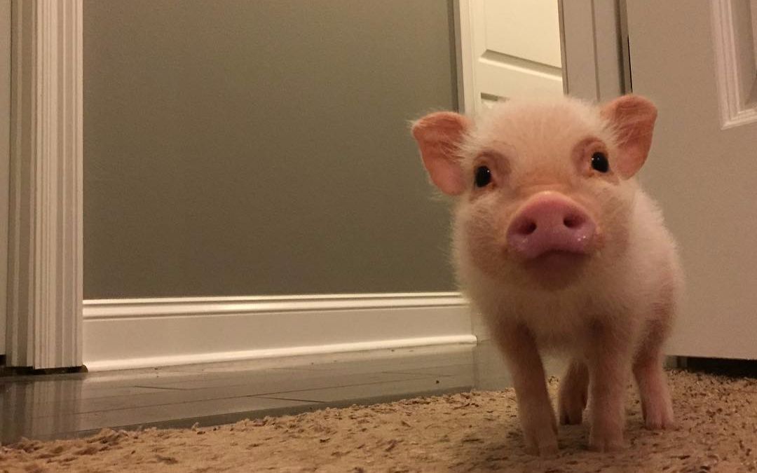 我竟然被一只猪迷倒了啊啊啊啊啊啊啊_哔哩哔哩_bilibili