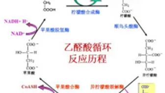 艾可生物化学第十九期课程节选-乙醛酸循环