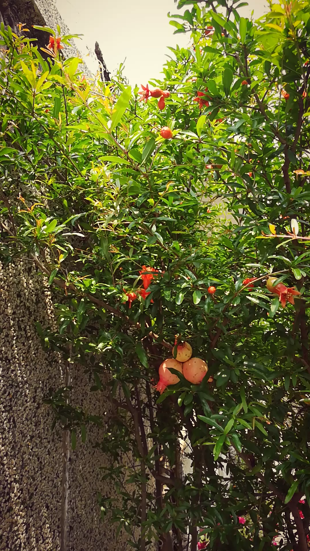 [图]四月榴花红似火