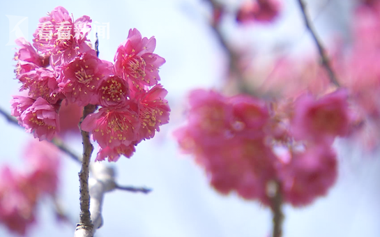 听说,上海的樱花开了,跟我一起看看么?哔哩哔哩bilibili