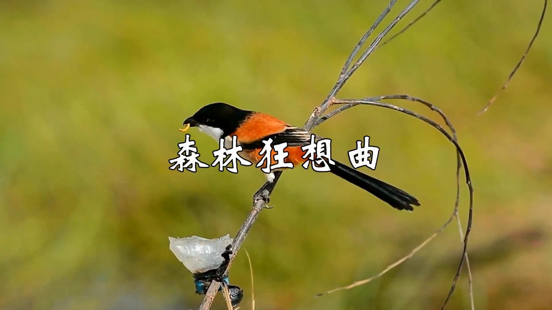 一曲陶笛纯音乐《森林狂想曲》